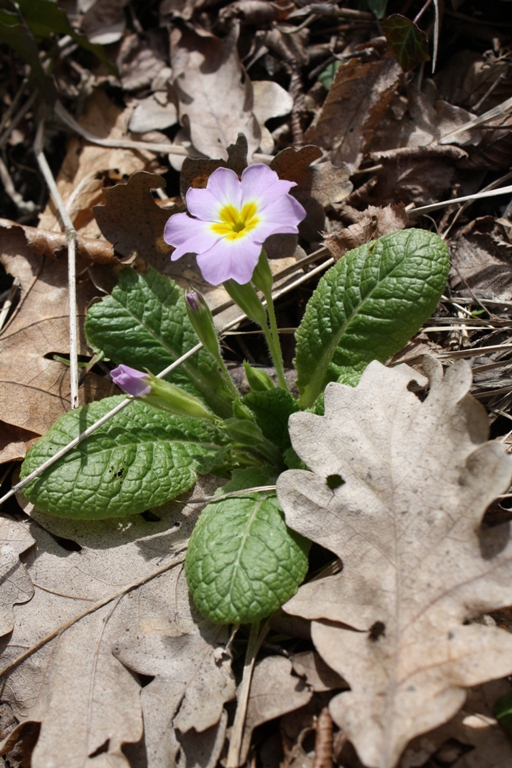 Image of Primula vulgaris specimen.