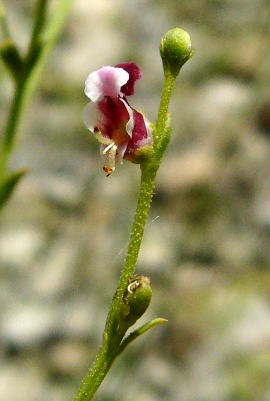 Image of Scrophularia scoparia specimen.