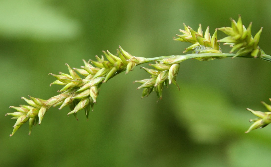 Image of Carex elongata specimen.