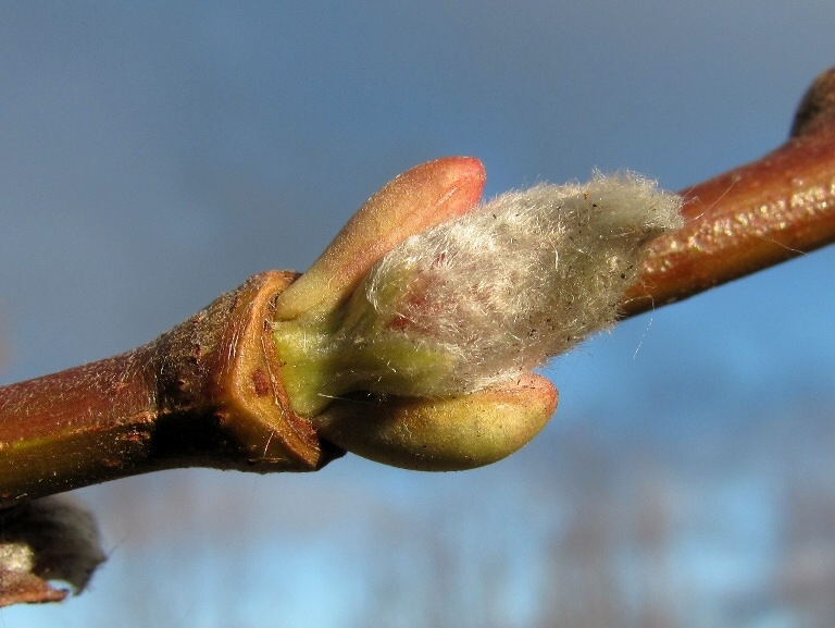 Изображение особи Salix caprea.