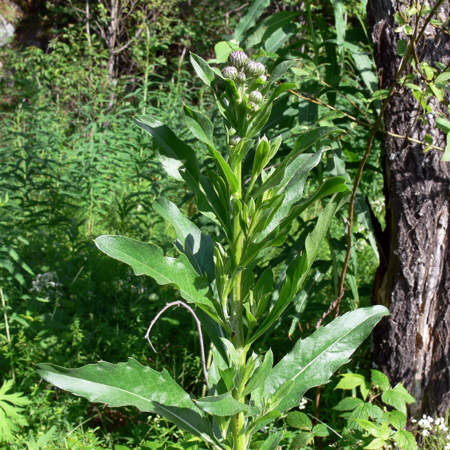 Image of Cirsium setosum specimen.