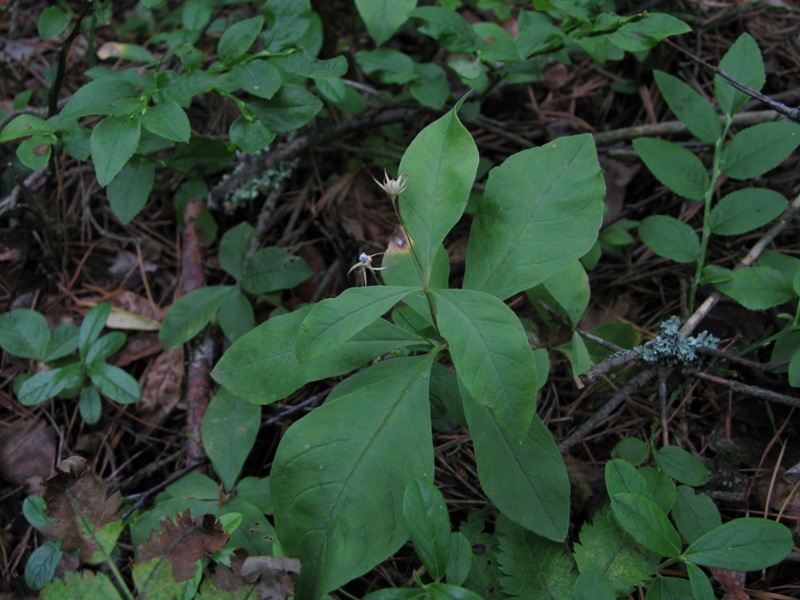 Image of Trientalis europaea specimen.