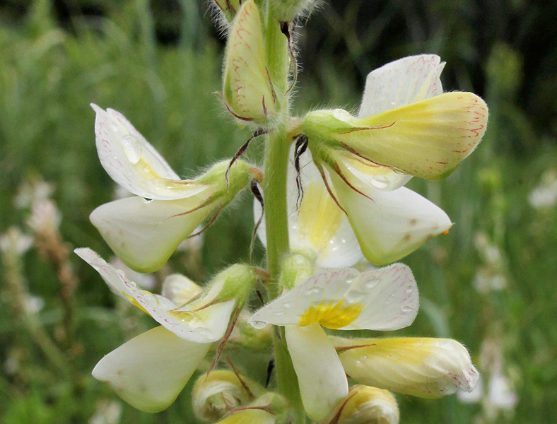 Image of Onobrychis vassilczenkoi specimen.