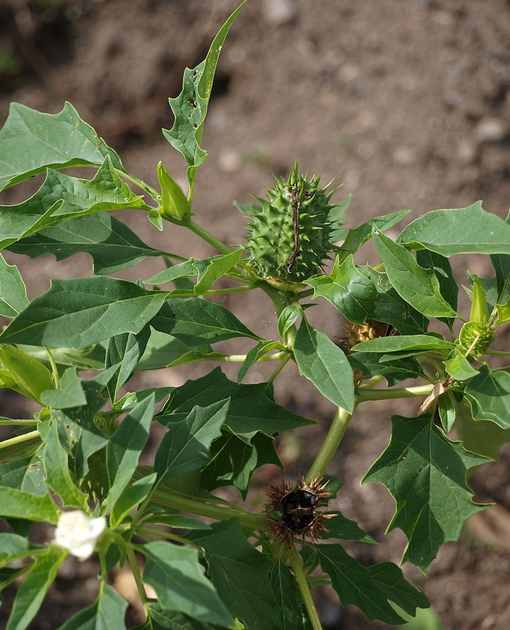 Image of Datura stramonium specimen.