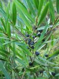 Phillyrea angustifolia. Веточка со зрелыми плодами. Испания, Каталония, провинция Girona, Costa Brava, Sant Feliu de Guíxols, в подлеске соснового леса. 25 октября 2008 г.