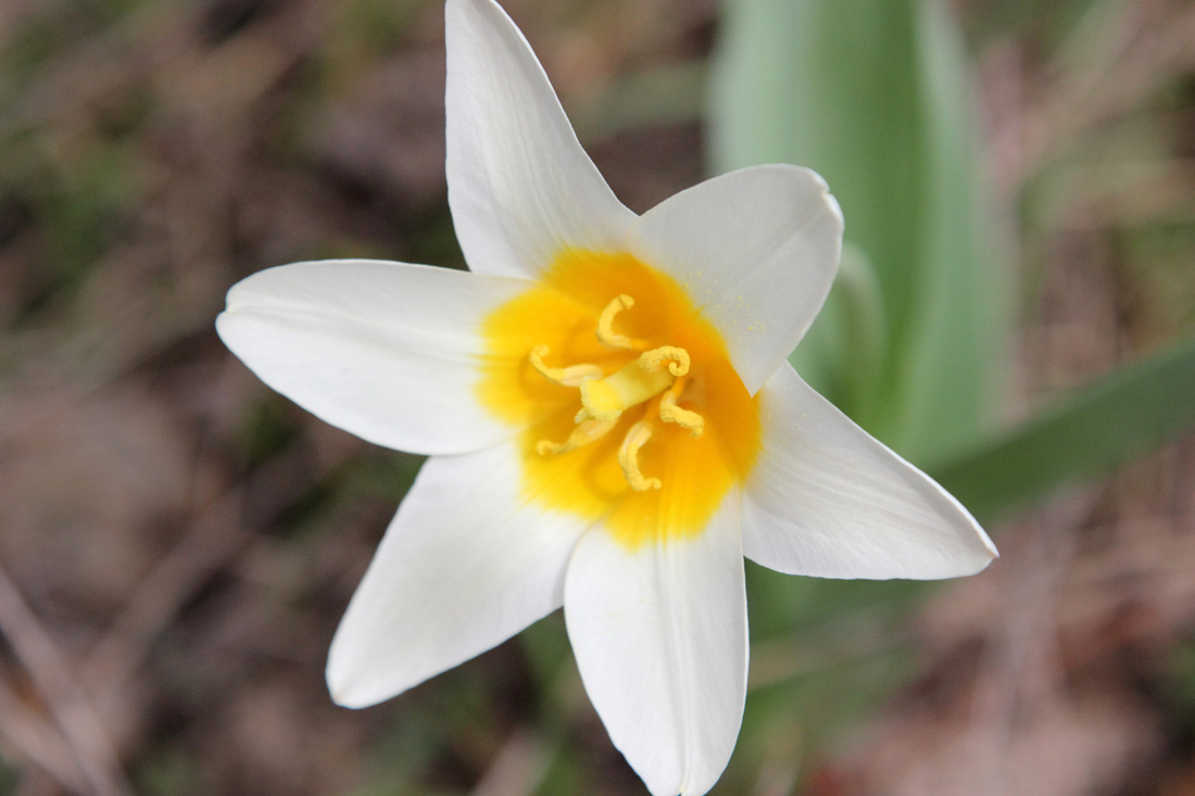 Image of Tulipa kaufmanniana specimen.