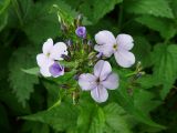 Hesperis matronalis