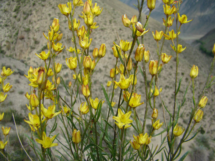 Изображение особи Haplophyllum monadelphum.