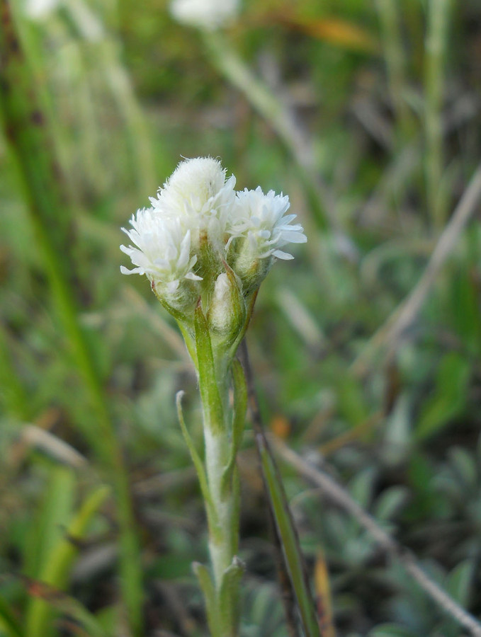 Изображение особи Antennaria dioica.