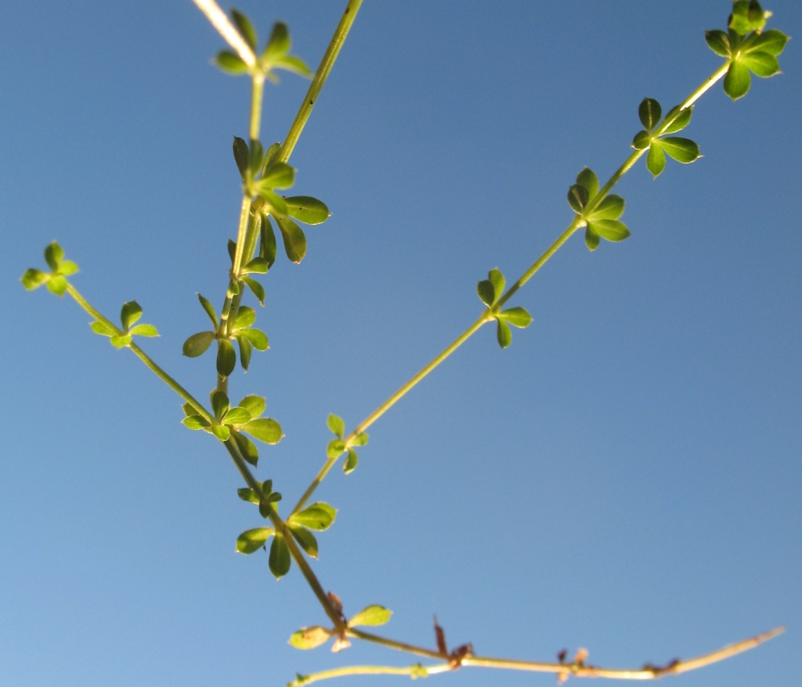 Image of Galium hercynicum specimen.