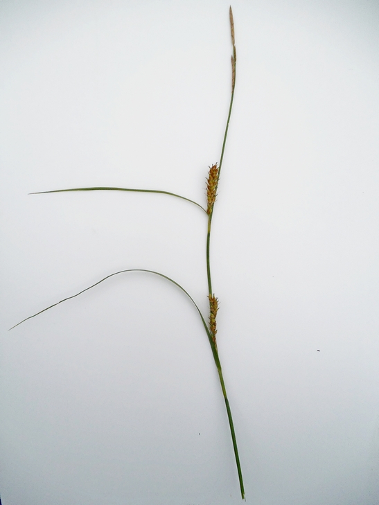 Image of Carex hirta specimen.