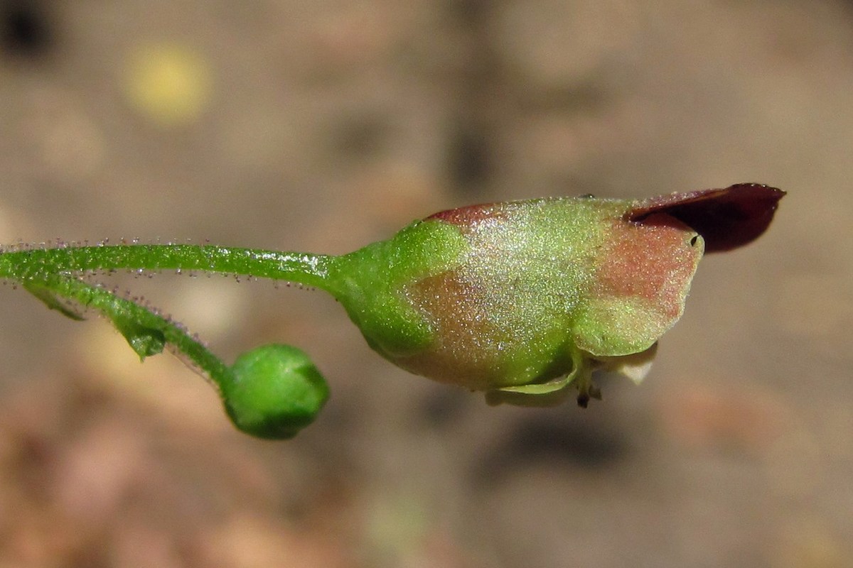 Image of Scrophularia nodosa specimen.