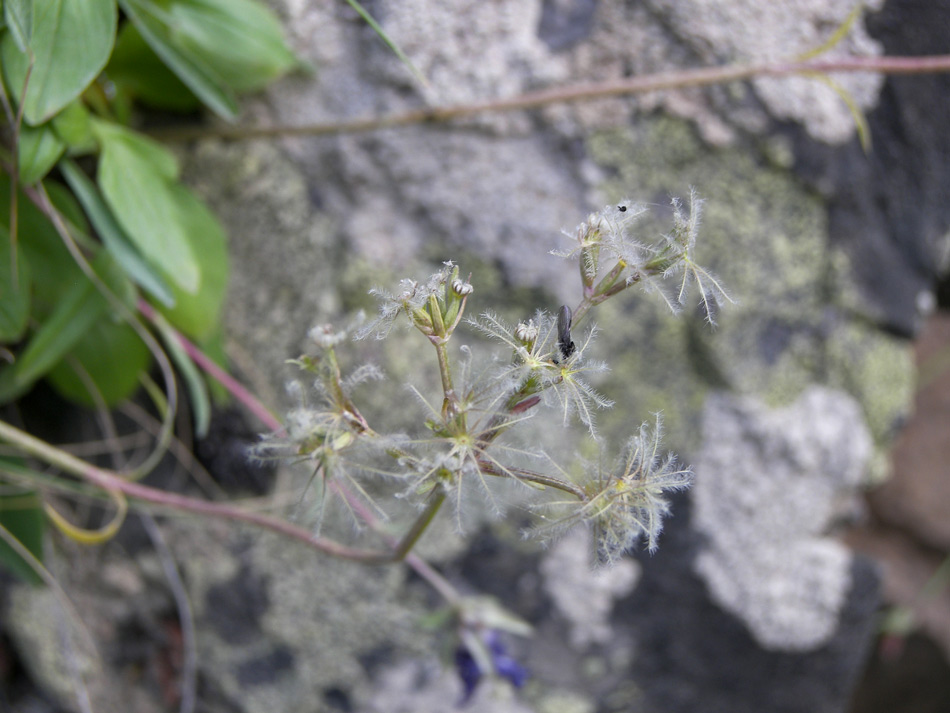 Изображение особи Valeriana saxicola.