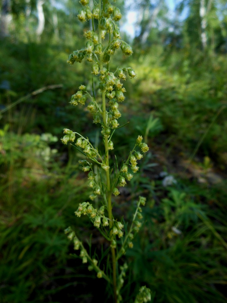 Изображение особи Artemisia commutata.