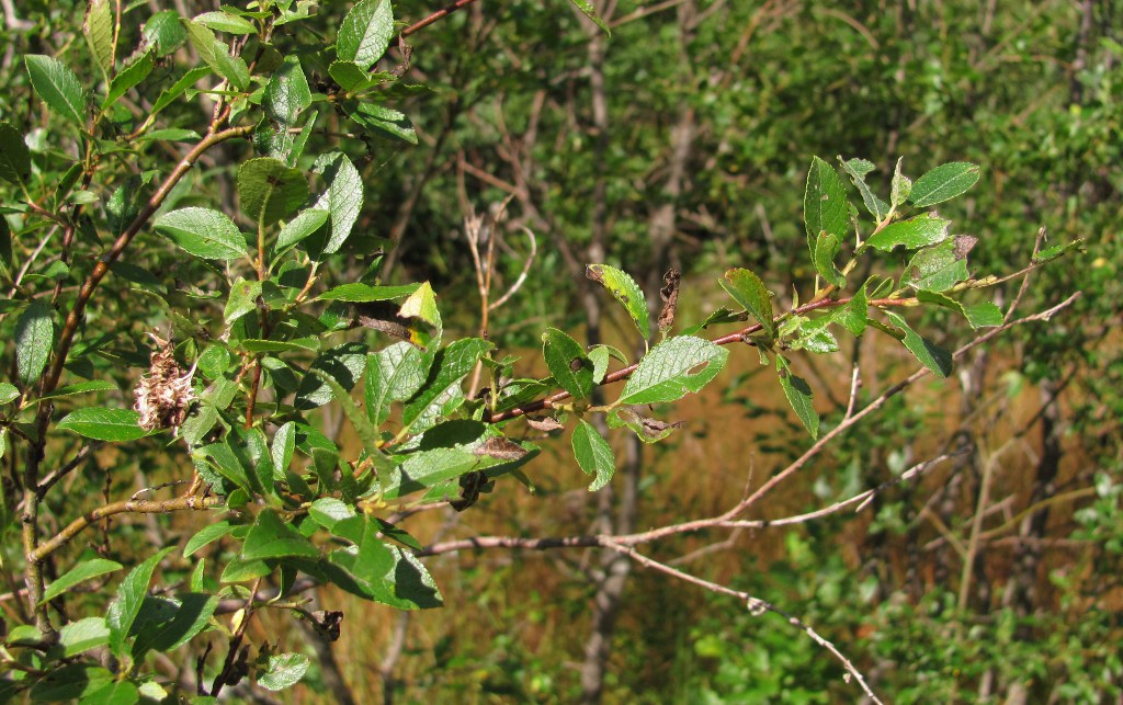 Изображение особи Salix myrsinifolia.