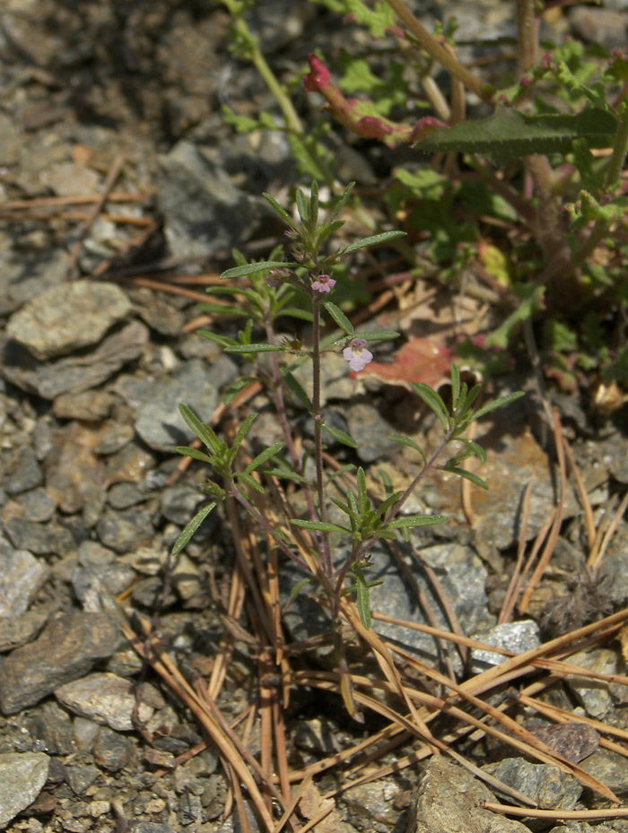 Image of Satureja hortensis specimen.