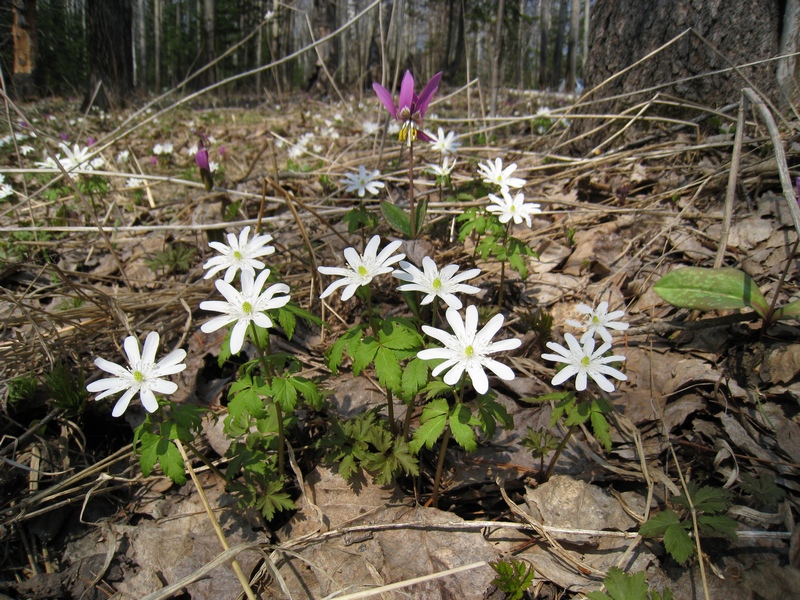 Изображение особи Anemone altaica.