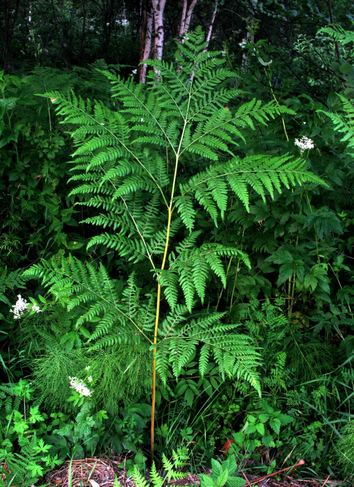 Image of Pteridium pinetorum ssp. sajanense specimen.