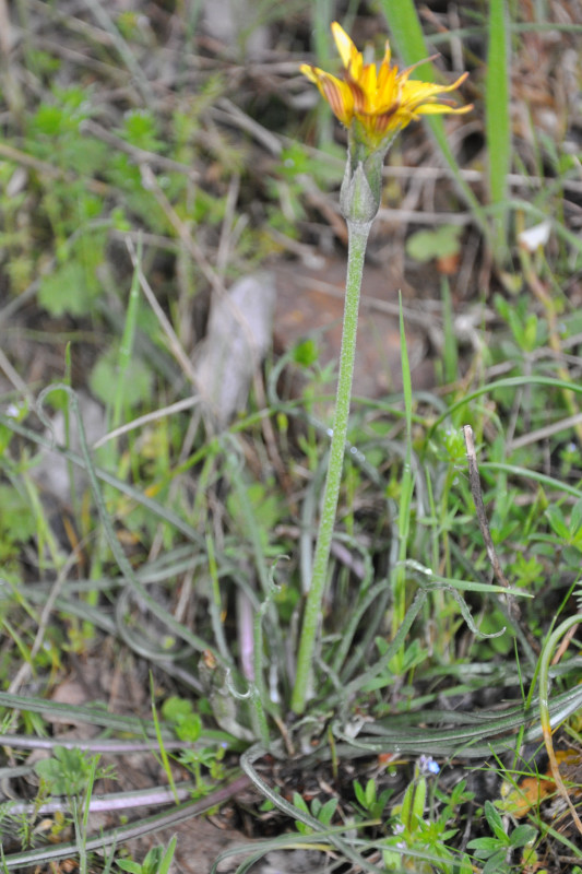 Image of Scorzonera crocifolia specimen.