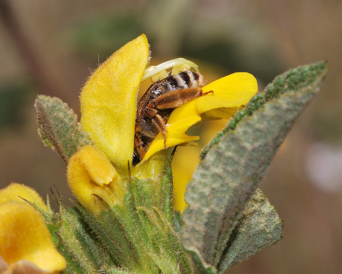 Image of Phlomis viscosa specimen.