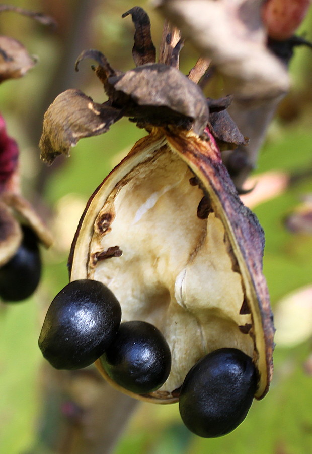 Image of genus Paeonia specimen.