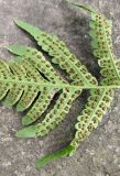 genus Dryopteris. Часть вайи с сорусами (вид снизу). Владивосток, Ботанический сад-институт ДВО РАН. 20 октября 2012 г.