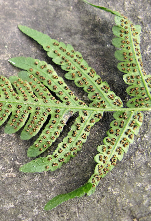 Image of genus Dryopteris specimen.