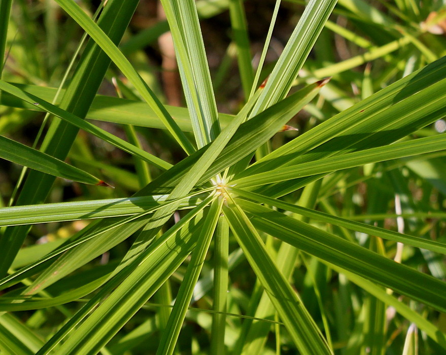 Image of Cyperus involucratus specimen.