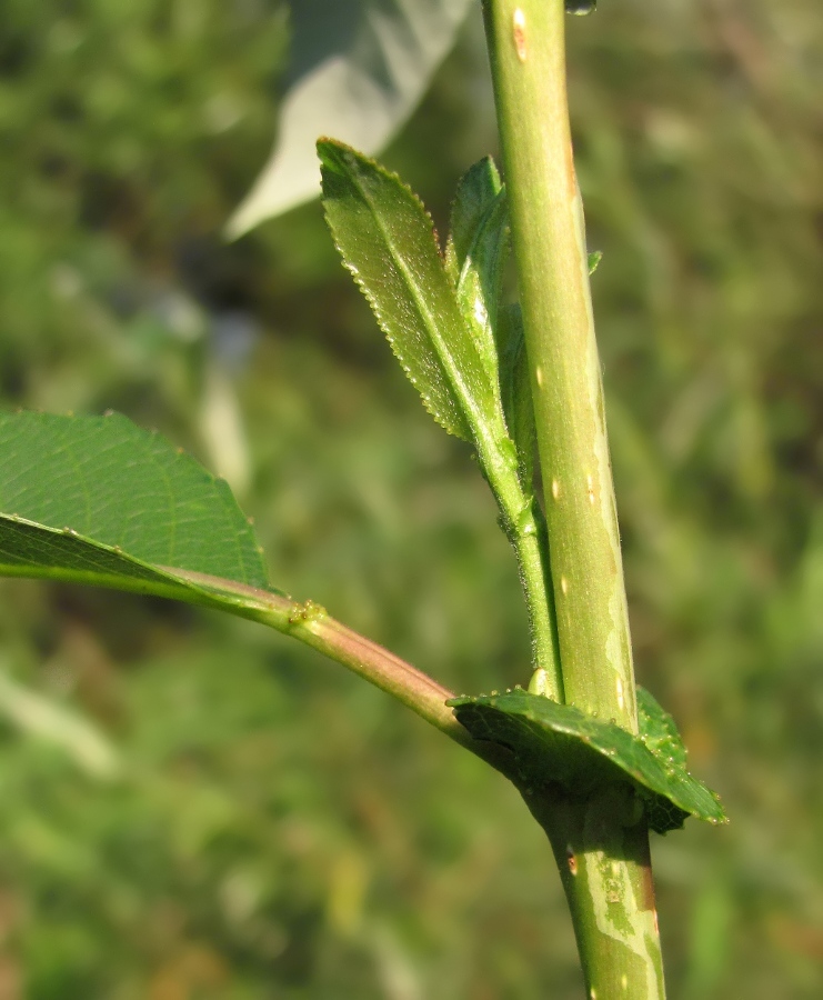 Изображение особи Salix triandra.