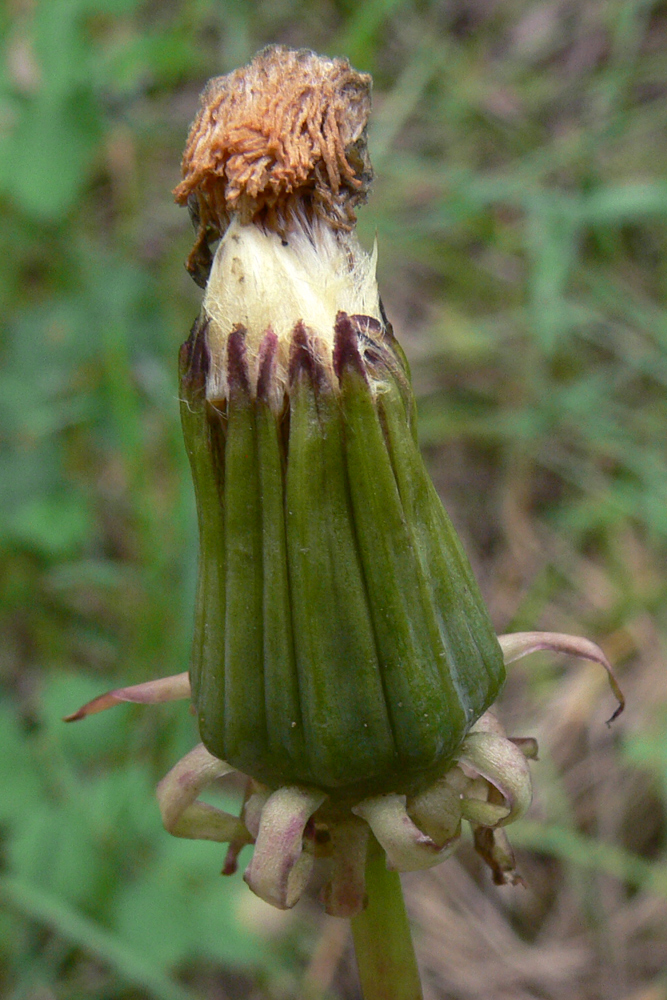 Изображение особи род Taraxacum.