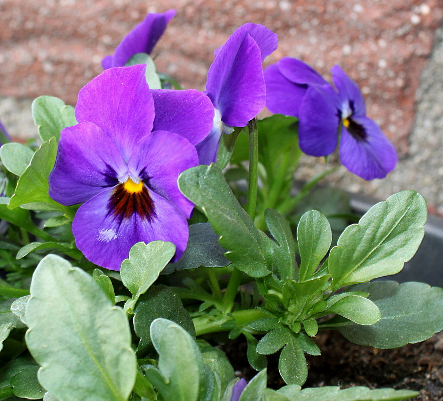 Image of Viola wittrockiana specimen.