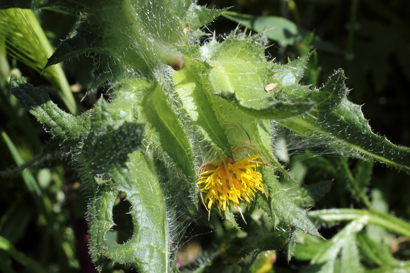 Image of Centaurea benedicta specimen.