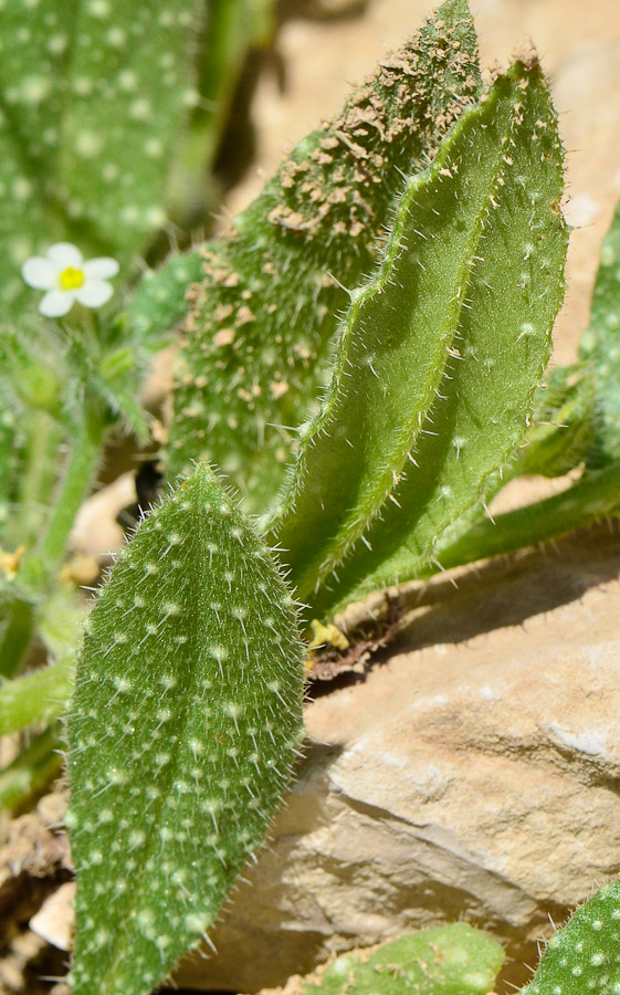 Изображение особи Anchusa milleri.