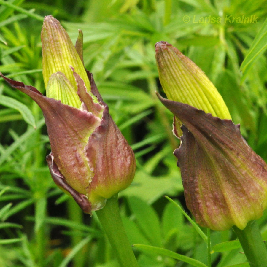 Image of Hemerocallis middendorffii specimen.