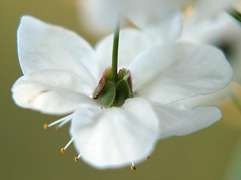 Image of Prunus cerasifera specimen.