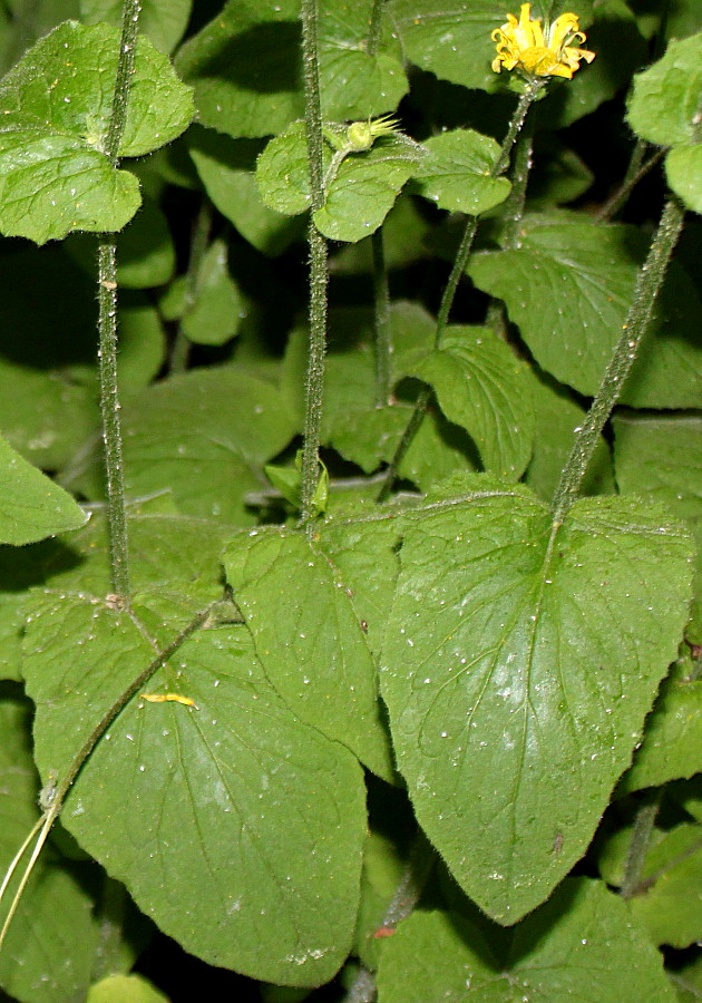 Image of Doronicum pardalianches specimen.