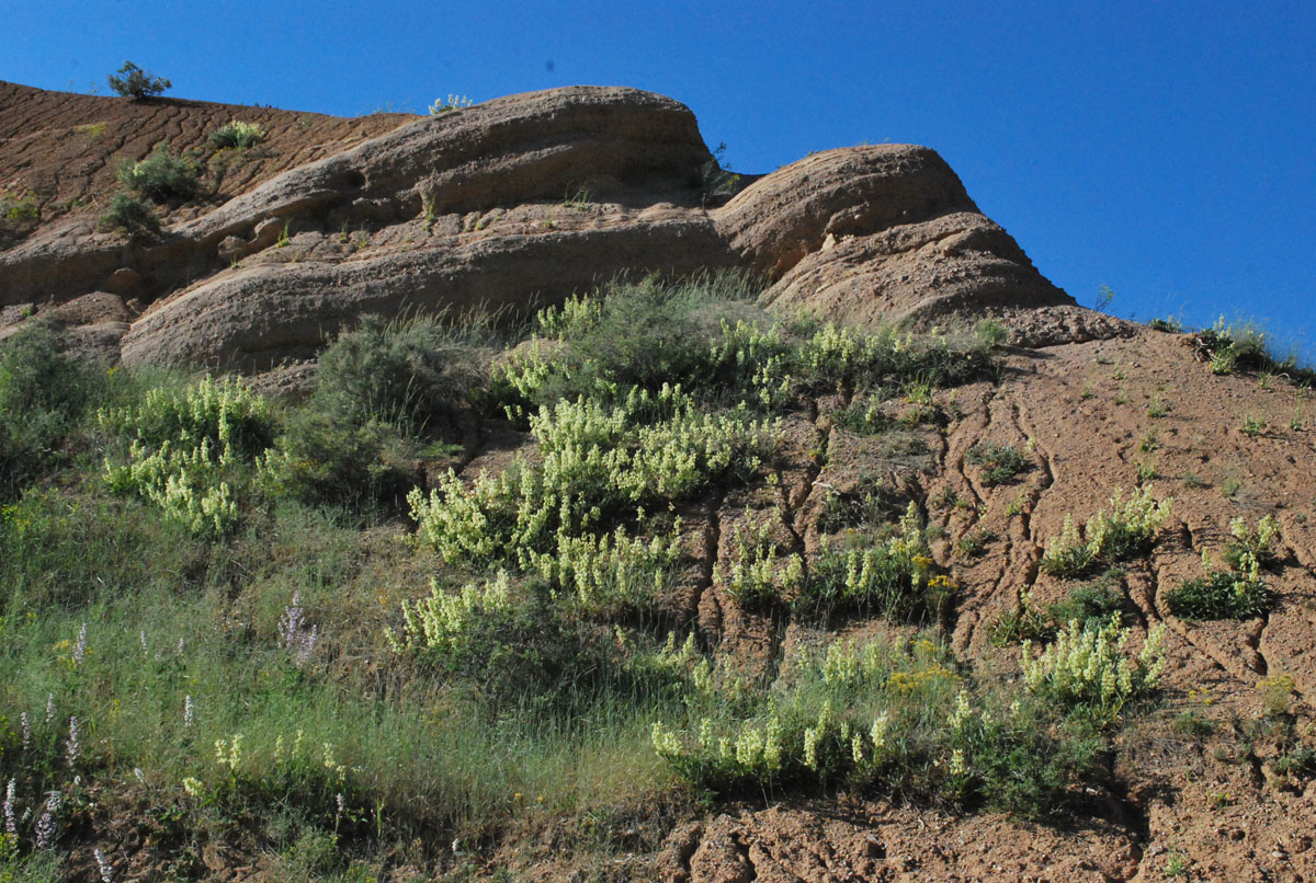 Image of Salvia korolkowii specimen.