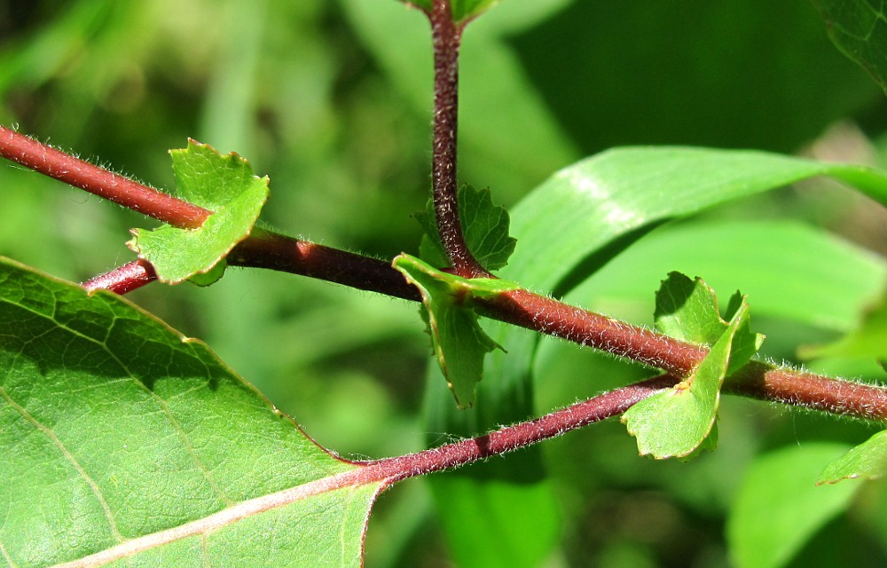 Image of Salix pyrolifolia specimen.