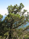 Juniperus foetidissima. Часть кроны старого дерева. Краснодарский край, м.о. город-курорт Анапа, окр. пос. М. Утриш, прибрежный склон горы, фисташково-можжевеловое редколесье. 28.07.2013.