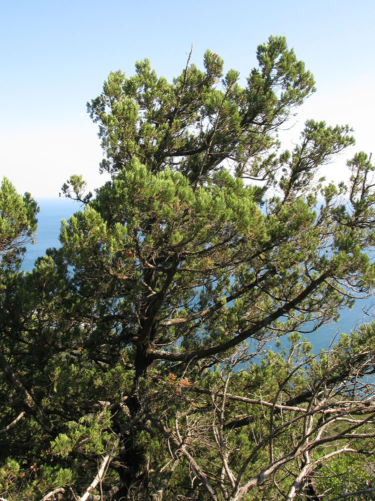 Image of Juniperus foetidissima specimen.