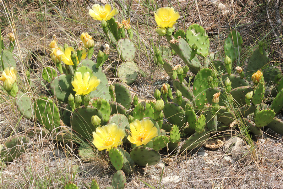 Image of Opuntia humifusa specimen.