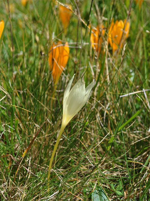 Image of Crocus scharojanii specimen.