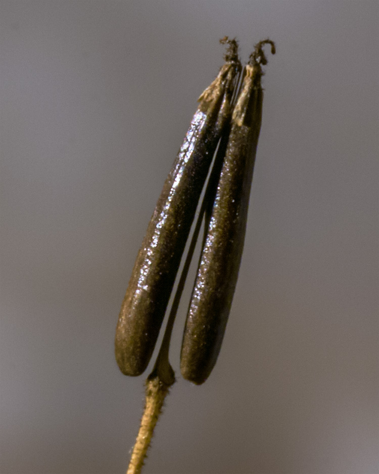 Image of Anthriscus sylvestris specimen.