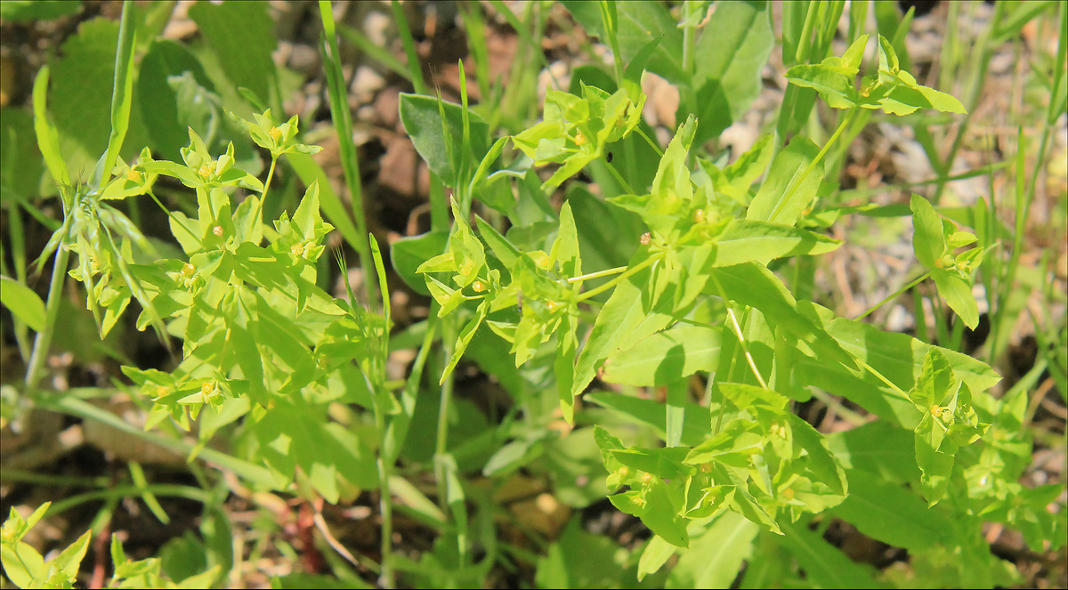 Image of Euphorbia taurinensis specimen.