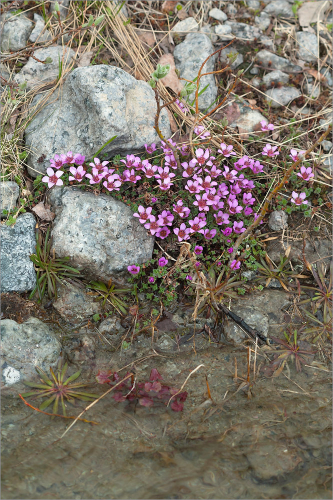 Image of Saxifraga oppositifolia specimen.