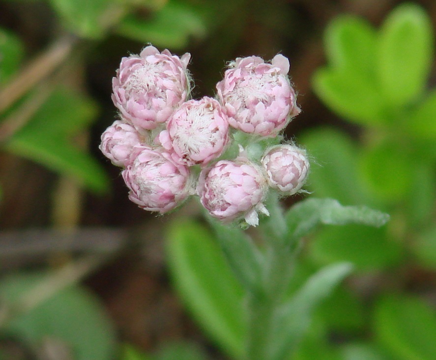 Изображение особи Antennaria dioica.