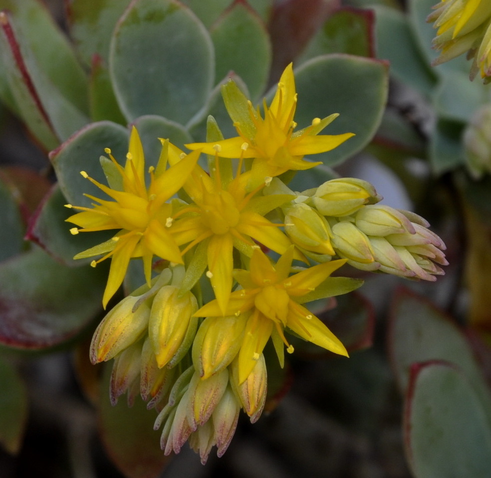 Image of Sedum palmeri specimen.