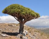 Dracaena cinnabari. Взрослое дерево. Сокотра, плато Диксам. 30.12.2013.