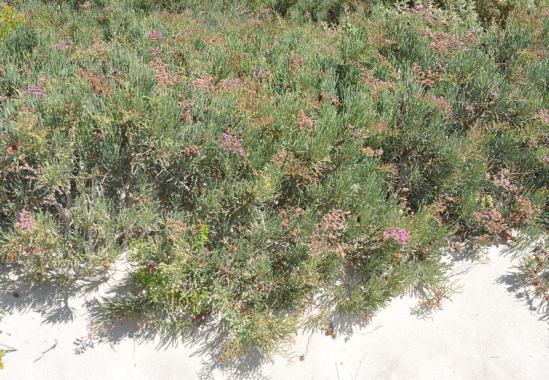 Image of Limonium sokotranum specimen.