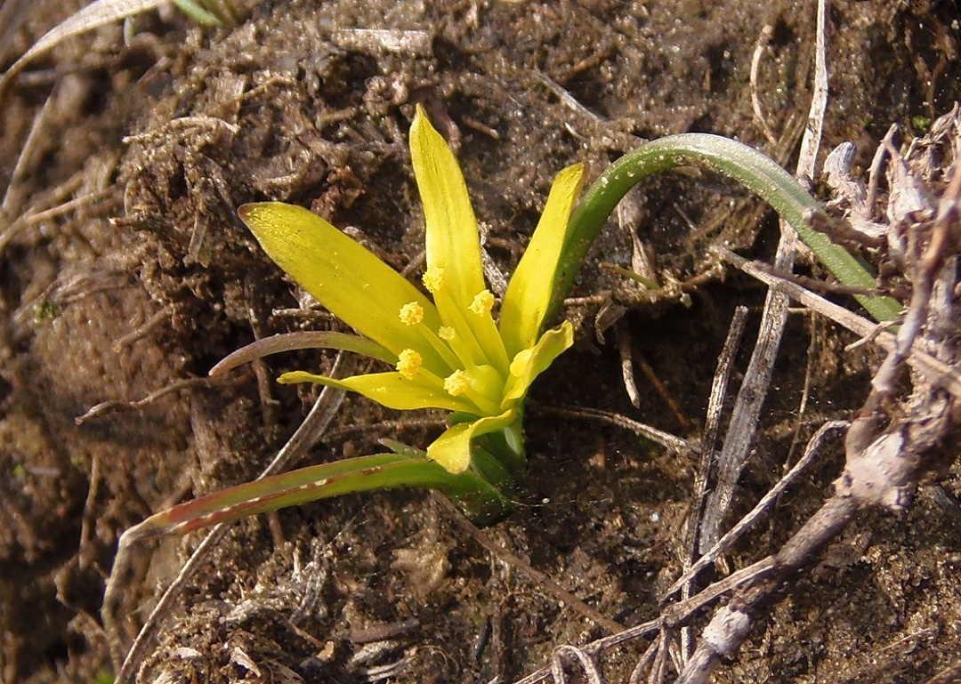 Image of genus Gagea specimen.